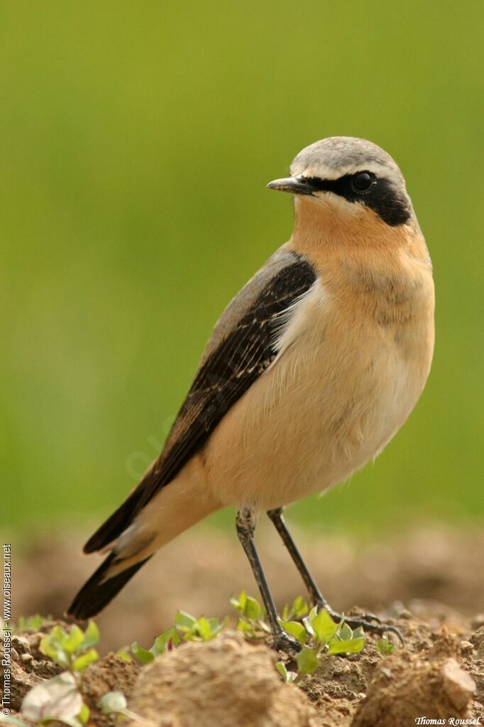 Northern Wheatear, identification