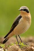 Northern Wheatear