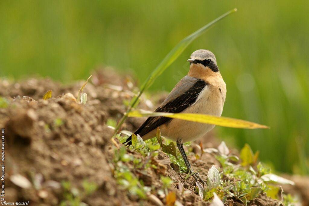 Northern Wheatear, identification