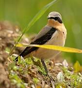 Northern Wheatear