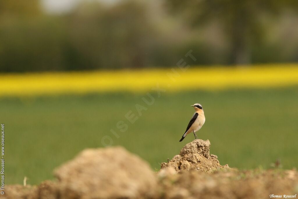 Traquet motteux, identification, Comportement