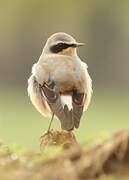 Northern Wheatear