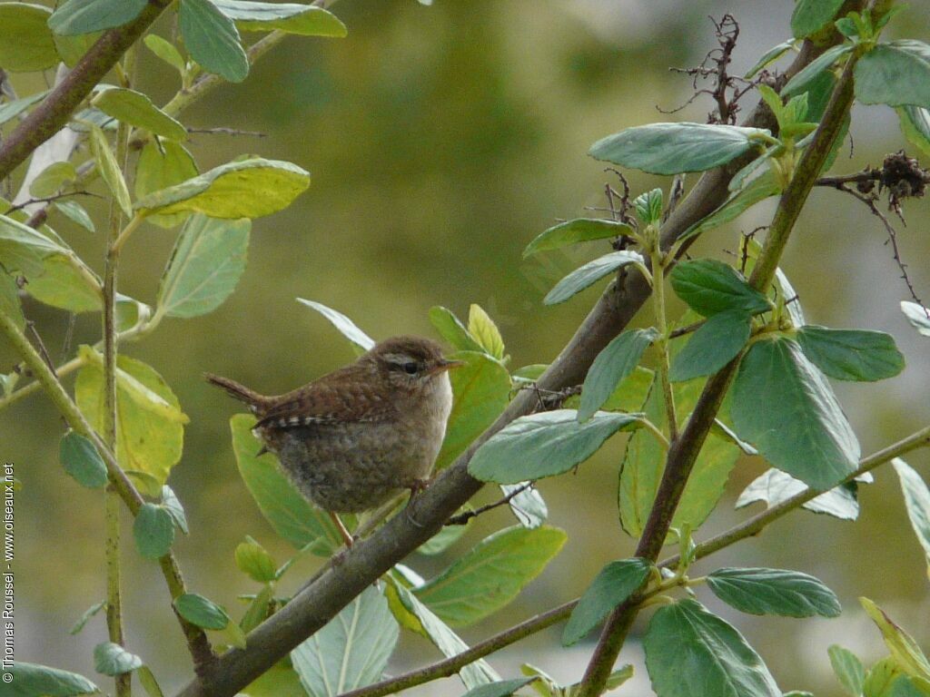 Troglodyte mignon, identification