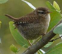 Eurasian Wren