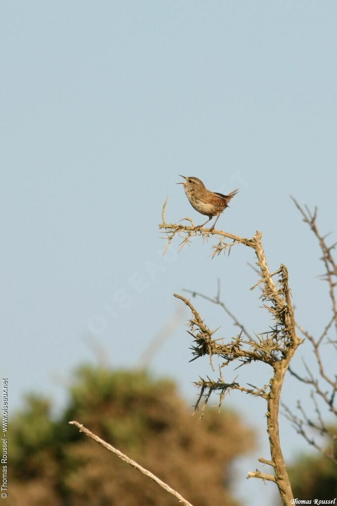 Troglodyte mignon, identification, chant