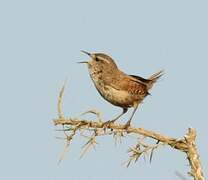 Eurasian Wren