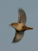 Eurasian Wren