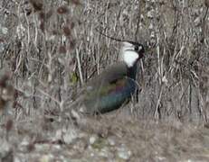 Northern Lapwing