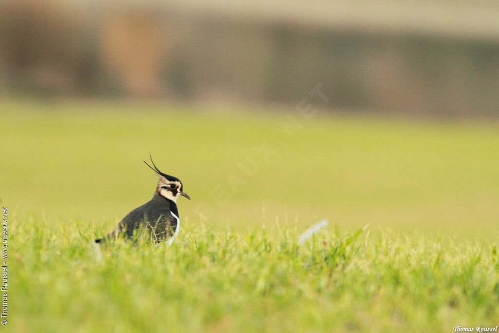 Northern Lapwing