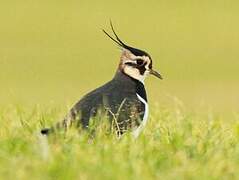 Northern Lapwing