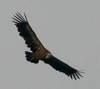 Griffon Vulture