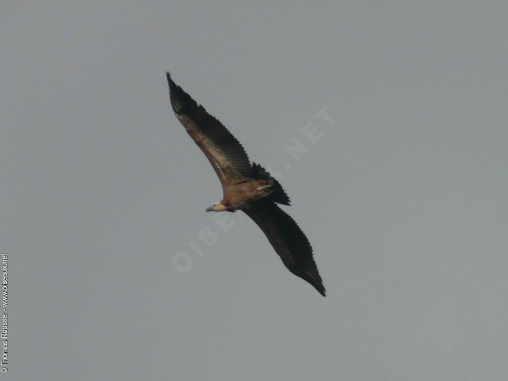 Griffon Vulturejuvenile, identification