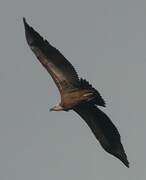 Griffon Vulture