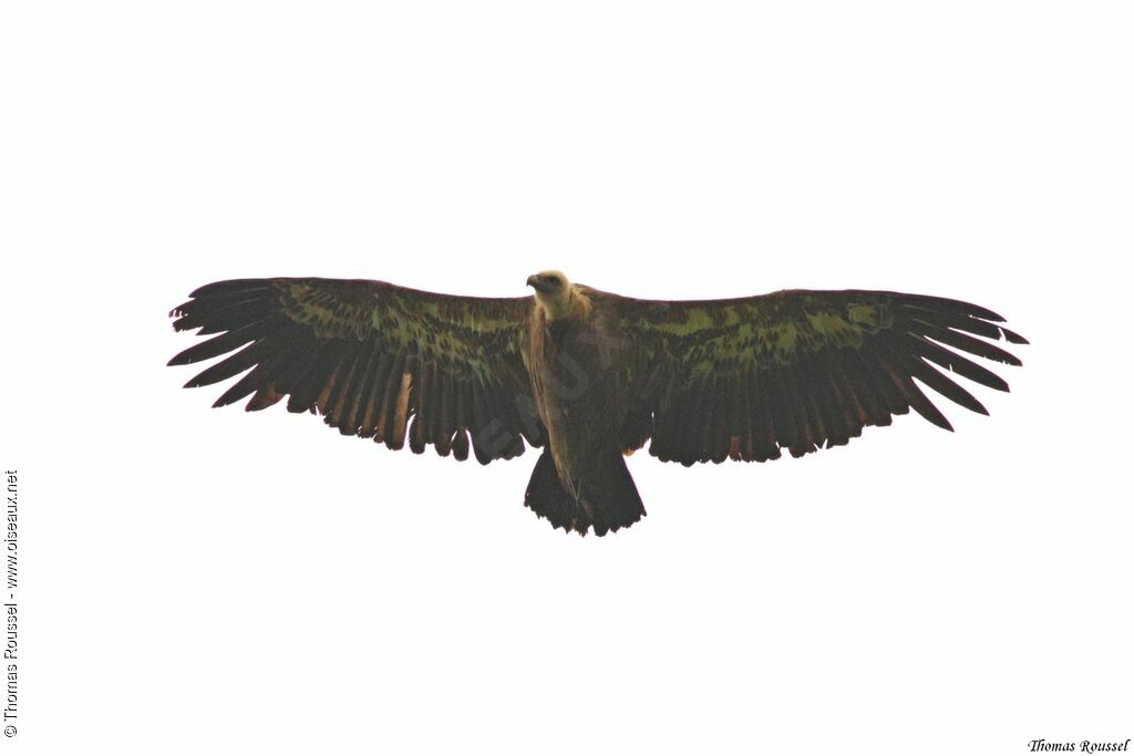 Griffon Vulture, Flight