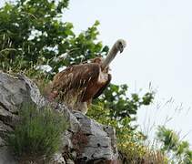 Griffon Vulture