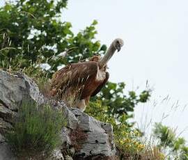 Vautour fauve