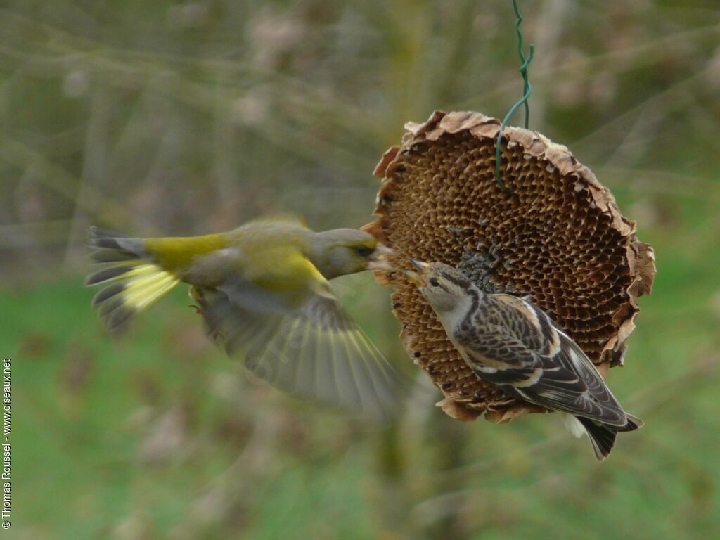 European Greenfinchadult post breeding, Flight