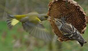 European Greenfinch