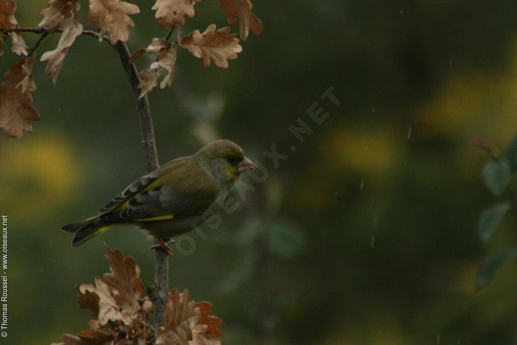 European Greenfinch male adult