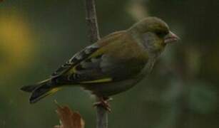 European Greenfinch