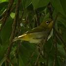 Zostérops oriental