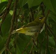 Indian White-eye