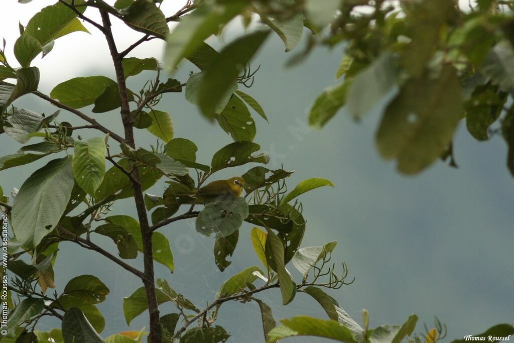 Indian White-eye