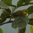 Zostérops oriental