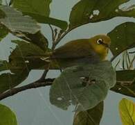 Indian White-eye