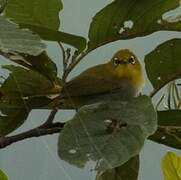 Indian White-eye