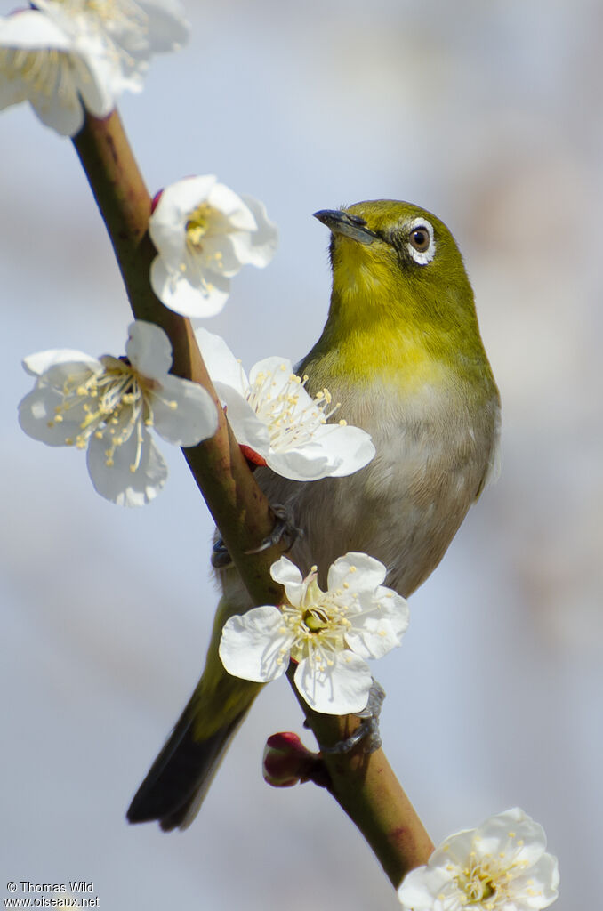 Warbling White-eye, identification