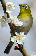 Warbling White-eye