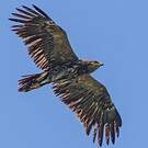 Aigle pomarin