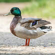 Canard colvert