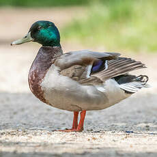 Canard colvert