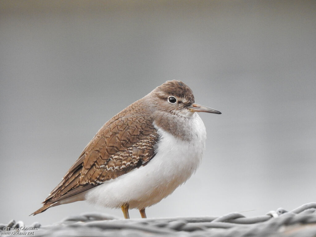 Common Sandpiperimmature, identification, moulting, aspect, pigmentation