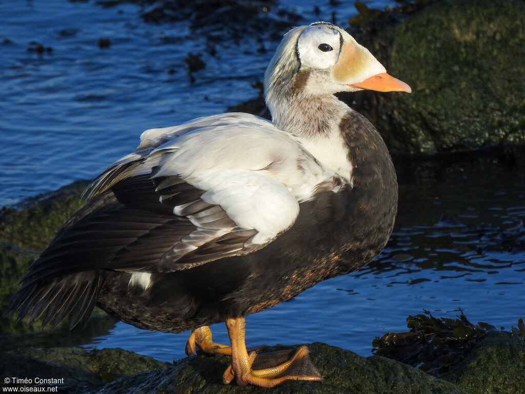Eider à lunettes