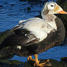 Eider à lunettes