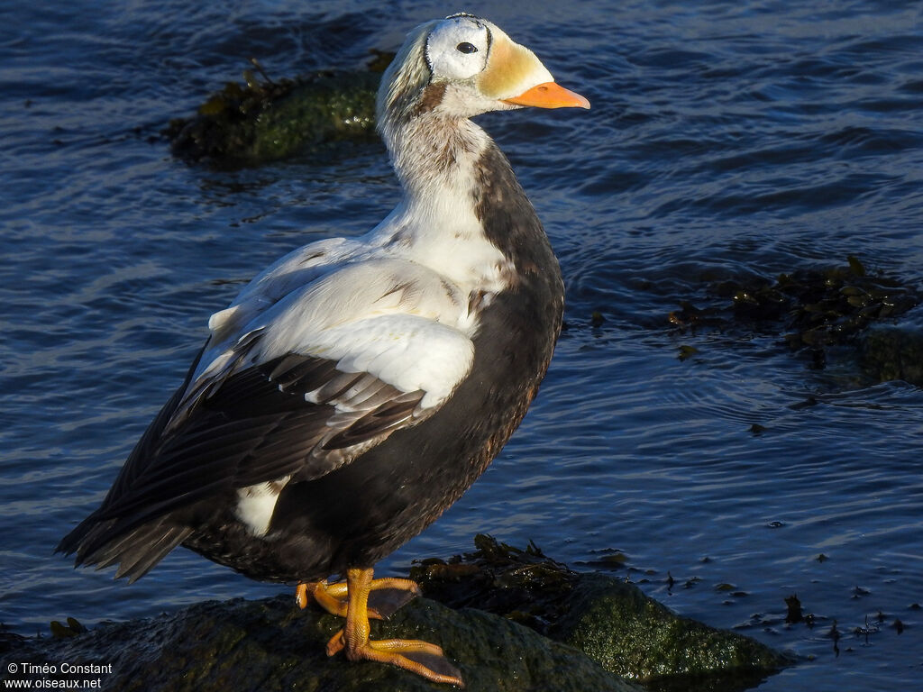 Eider à lunettes