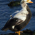 Eider à lunettes