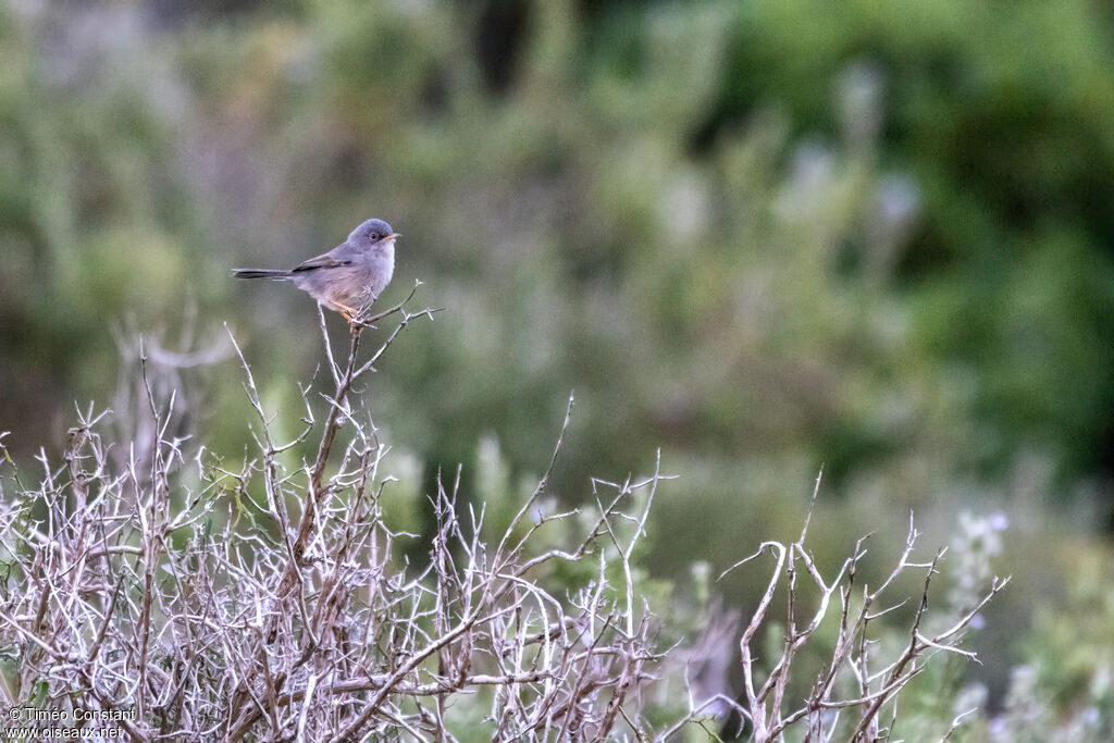 Fauvette des Baléares