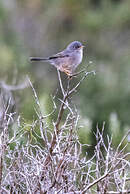 Fauvette des Baléares