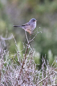 Fauvette des Baléares