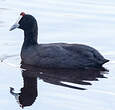 Foulque caronculée
