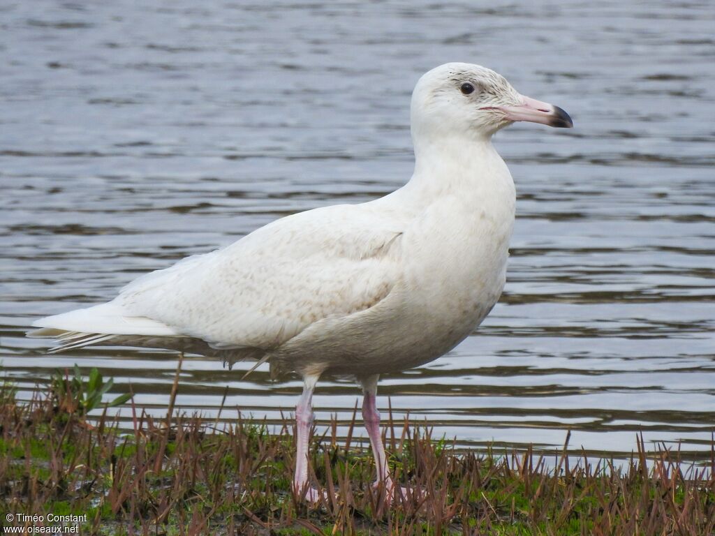 Glaucous GullSecond year, identification, aspect, walking