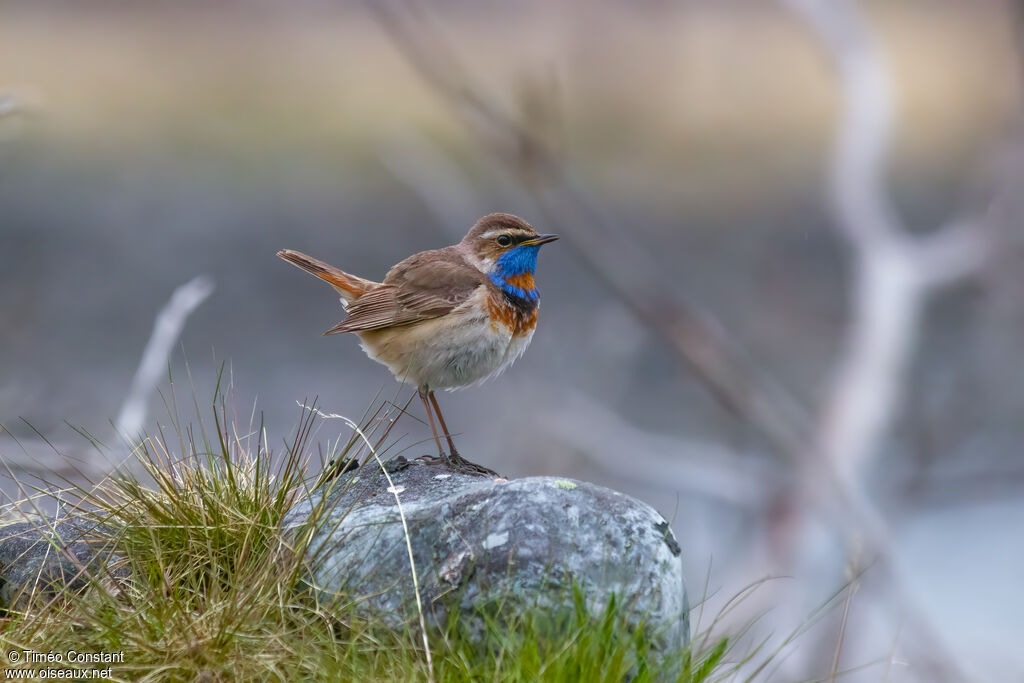 Bluethroat male adult breeding, identification, aspect, pigmentation, song