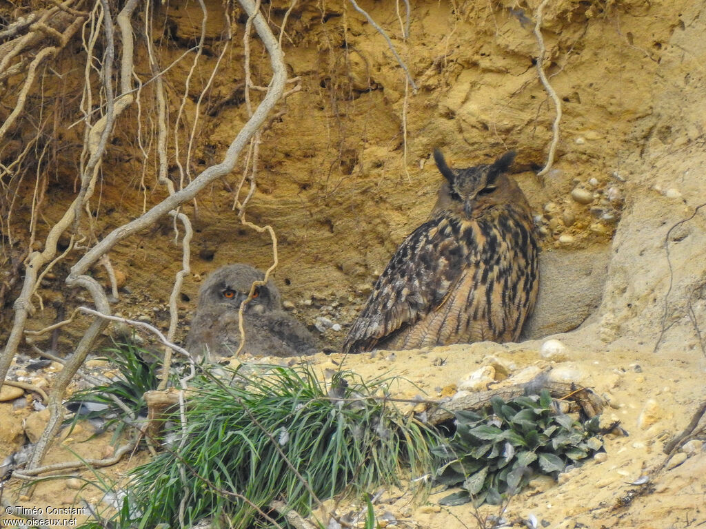 Eurasian Eagle-Owl, identification, moulting, aspect, Reproduction-nesting