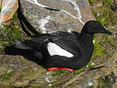 Guillemot à miroir