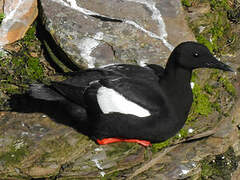 Guillemot à miroir