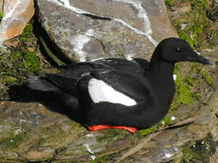 Guillemot à miroir